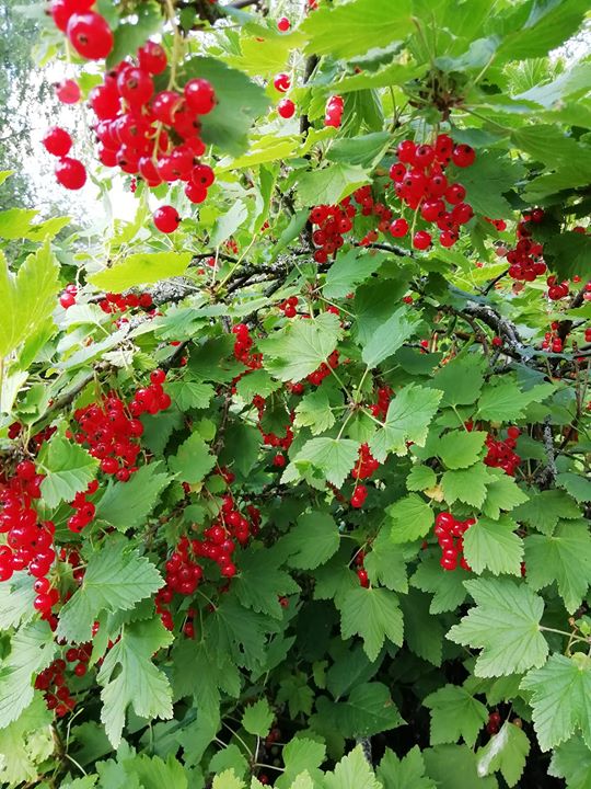 Tänään ohjelmassa herukoiden poimintaa ja kankaanpainon suunnittelua. Tiistaina …
