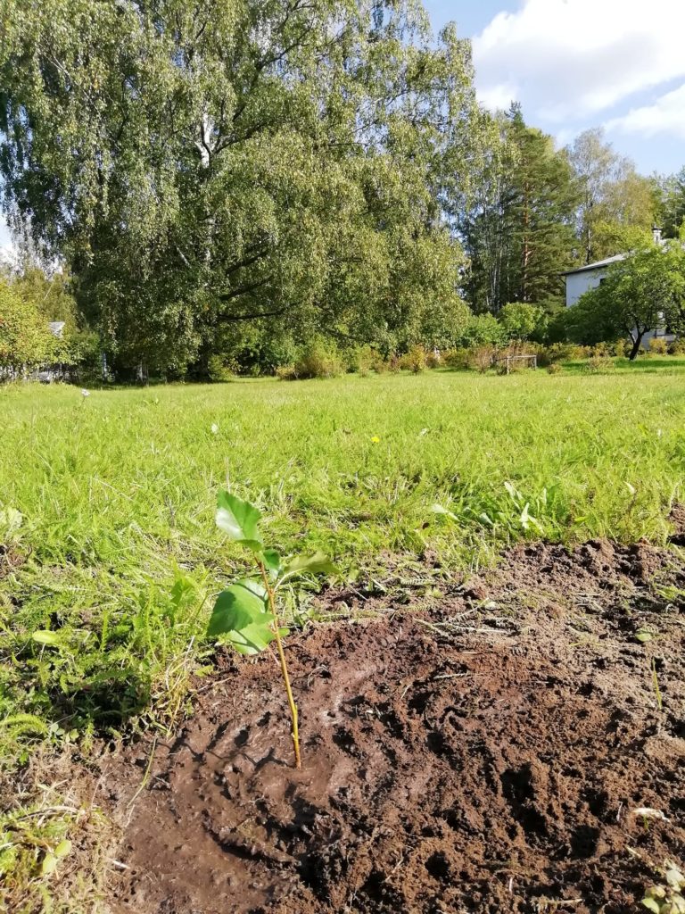 Historiallisen kartanon pihan vanhat koivut saivat seurakseen tänään kaksi nuoru…