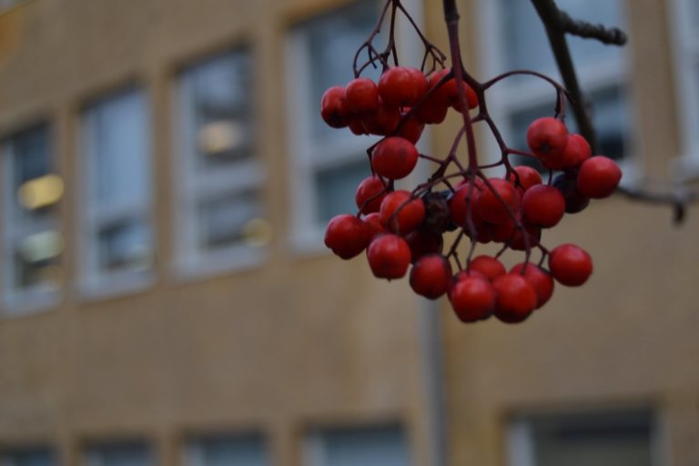 Haagan toimintatalon pihapihlaja aamuhämärässä.
 Kuva: Jani Korvenmaa
