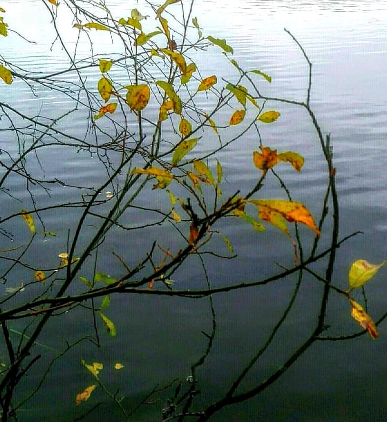 Ulkona näyttää ja tuoksuu syksyltä, tosin on poikkeuksellisen lämmintä. Valtti V...
