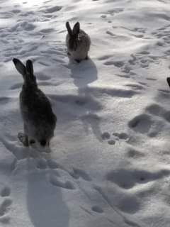 Kuvassa voi olla jänis