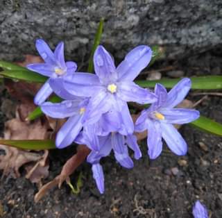 Kuvassa voi olla kukka ja luonto