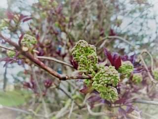 Kuvassa voi olla kukka, luonto ja puu