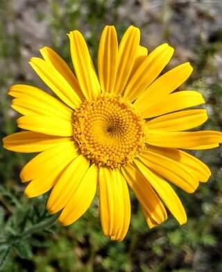 Kuvassa voi olla tähtisilmä ja luonto