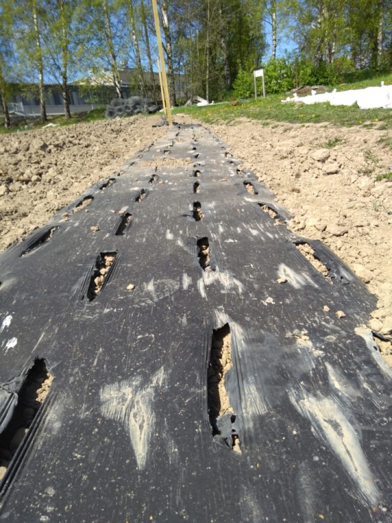 15. Palsternakkapelto