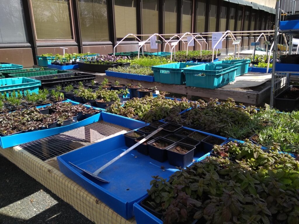 2. Green City Farmin taimia pihassa