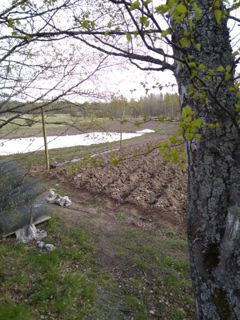 8. Pelto on vielä karun näköinen, mutta koivussa on jo hiirenkorvia.