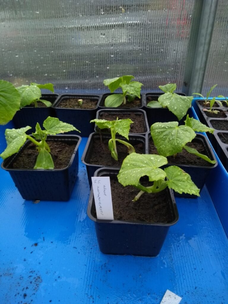 10. 5.5. istutetut avomaankurkut neljän viikon jälkeen