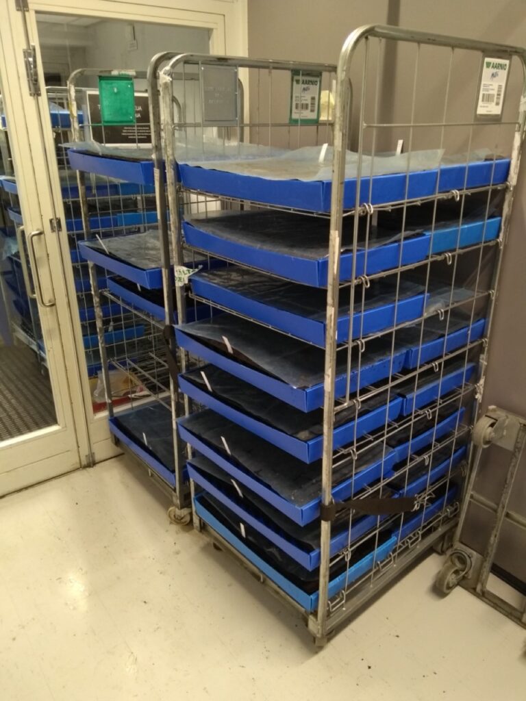 9. Siemenet idätetään sisällä muovin alla, kunnes esiin tulee yksikin pieni alku. Sen jälkeen kasvit tarvitsevat valoa, joten prikat siirretään ulos