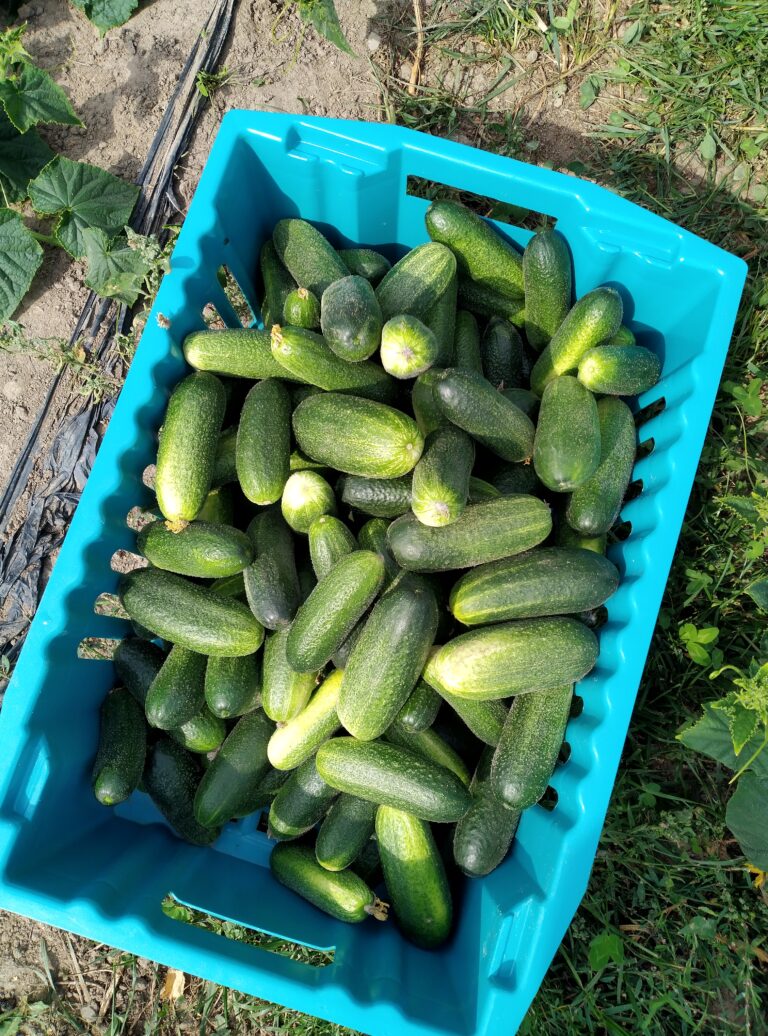 Iso muovilaatikollinen juuri poimittuja avomaan kurkkuja