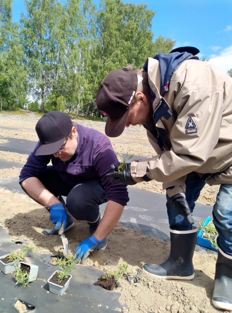Kaksi henkilöä istuttamassa pellolla kasveja yhdessä.