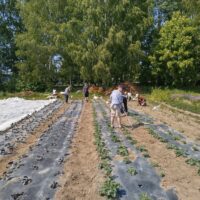 Mustat suojakalvot estävät rikkaruohon kasvua