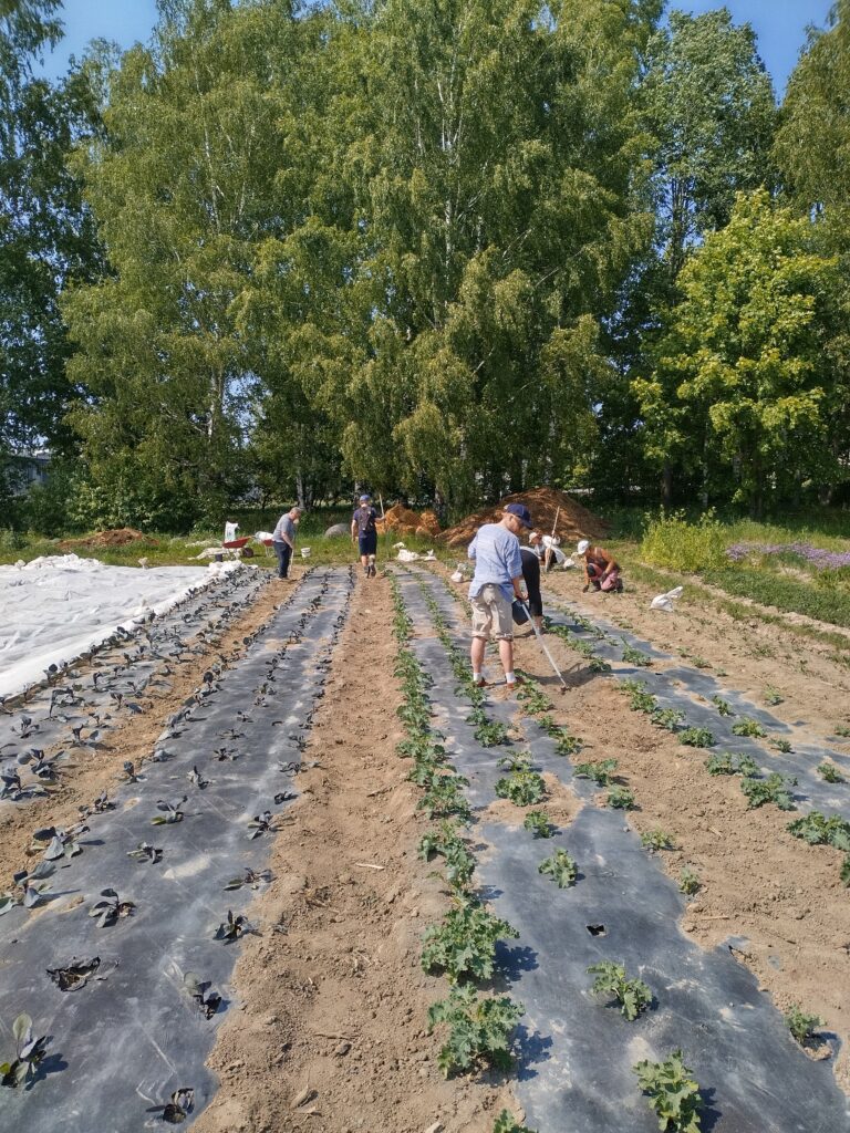 Mustat suojakalvot estävät rikkaruohon kasvua