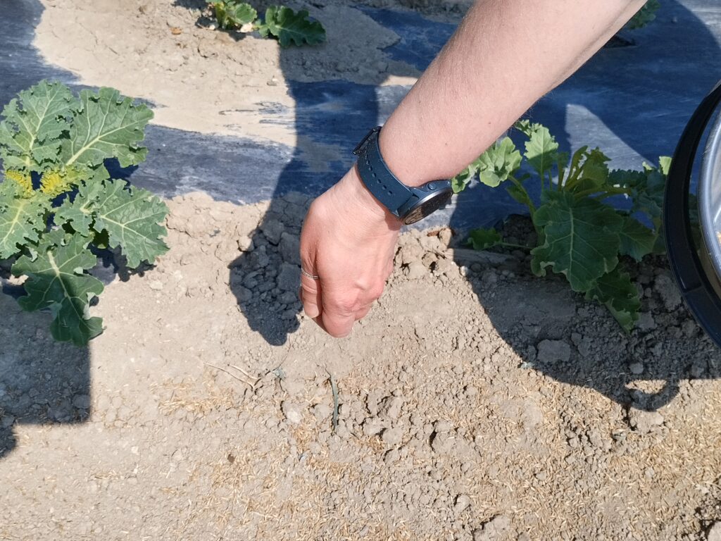 Rivivälinurmea kylvetään käsin.