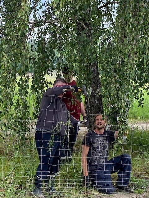 Aidanpystyttäjät riippakoivun katveessa.