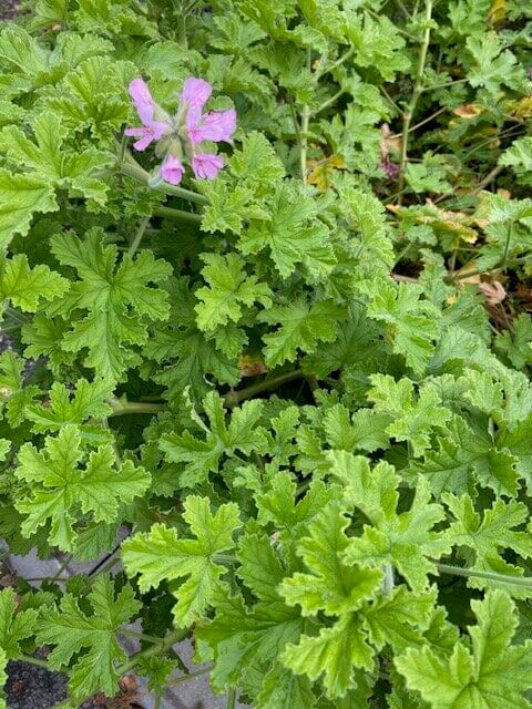 Tuoksupelargonian viimeinen kukka.