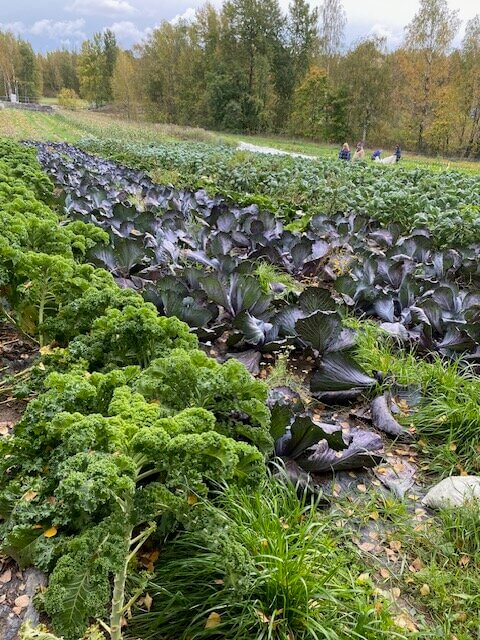 Kaalipalsta rehottaa kauneimmillaan.
