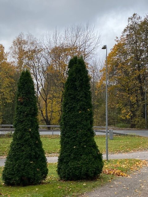 Komeat Tuijat vartioivat päivätoimintakeskuksen pihassa.