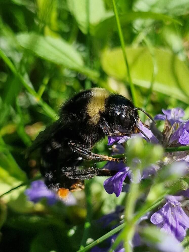 Kimalainen imee mettä violeteista kukista vehreässä ympäristössä.