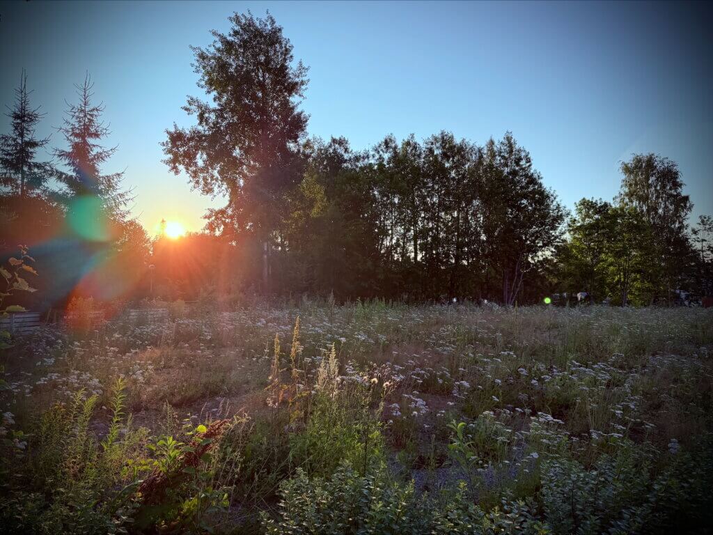 Auringonlasku valaisee kukkivaa niittyä, jossa on puita ja pensaita.