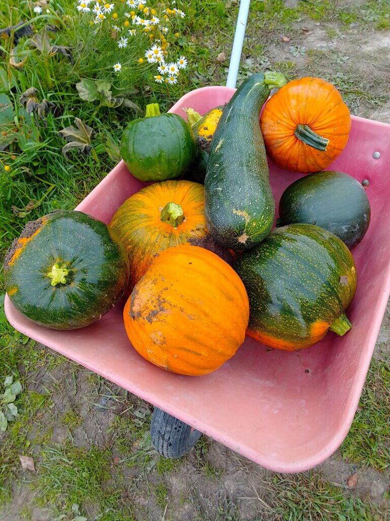 Vaaleanpunaisessa kärryssä on useita erilaisia kurpitsoja, mukaan lukien vihreitä ja oransseja, taustalla kukkivia kasveja.