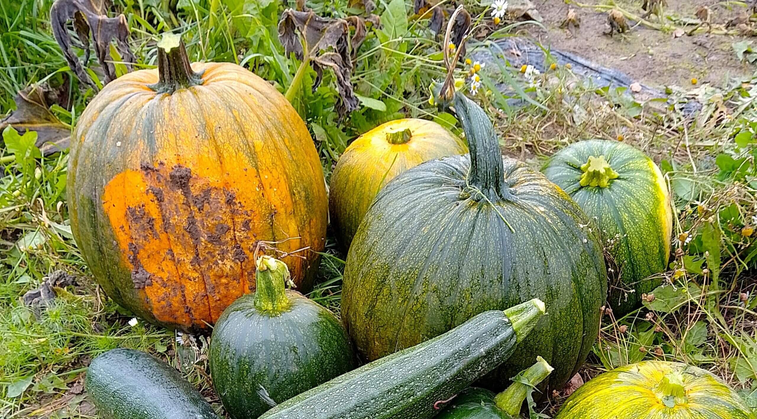 Kuvassa on useita kurpitsoja ja kesäkurpitsaa vihreällä nurmella.