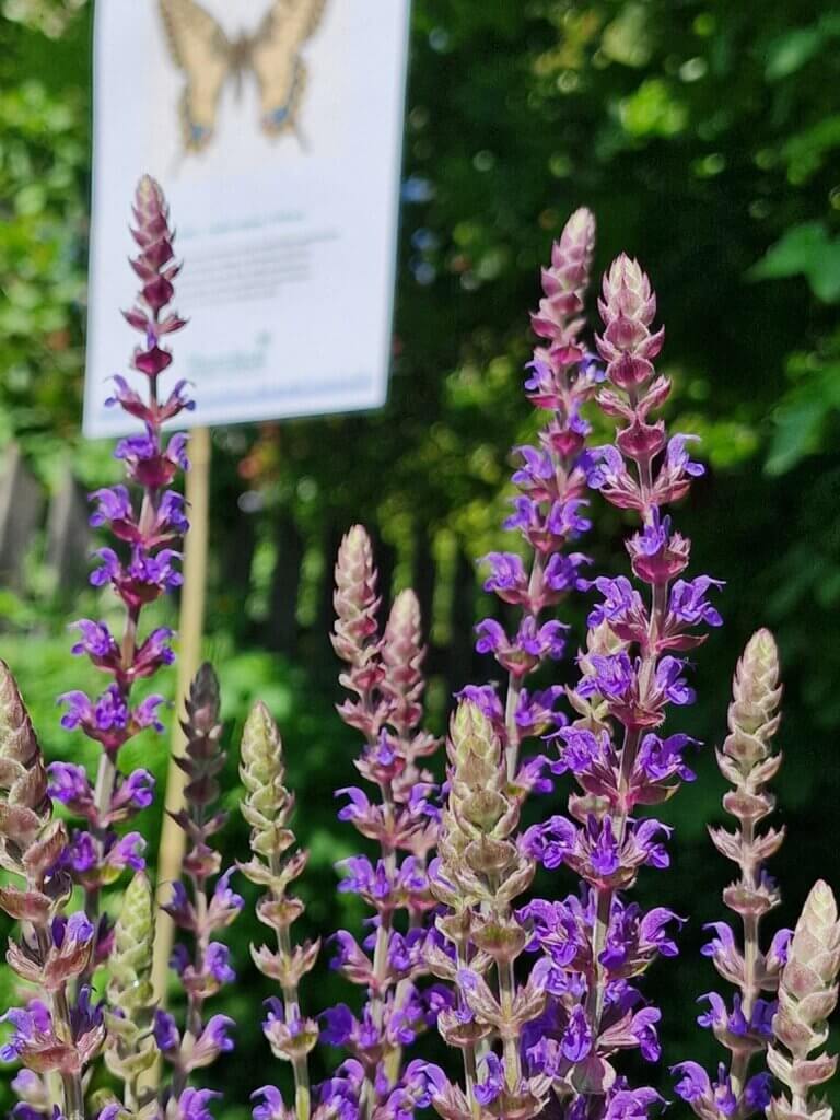 Kuvassa on violetinvärisiä kukkia, joiden taustalla näkyy infotaulu.