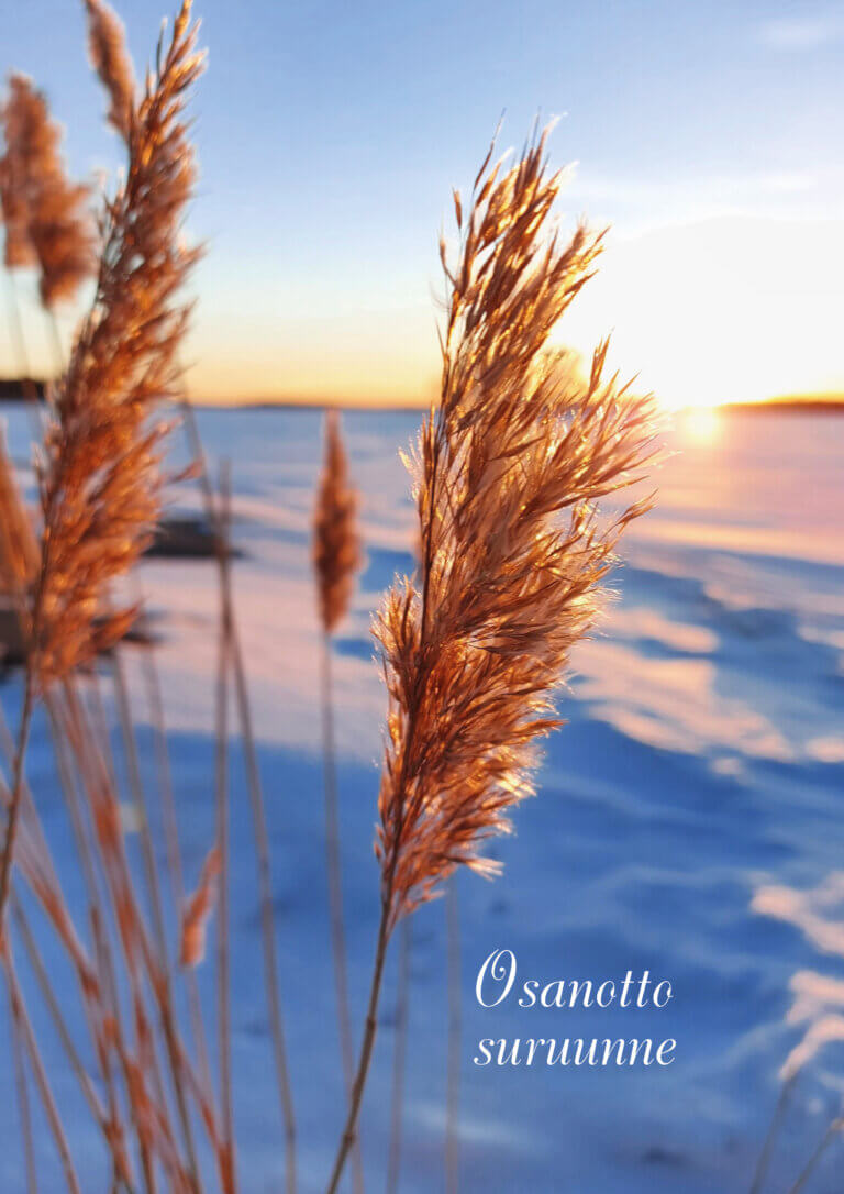 Kuvassa on kauniita kuivia ruokoja auringonlaskun aikaan lumisessa maisemassa.