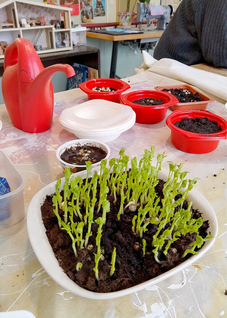 Pöydällä on kasvavia herneitä multapannussa sekä punainen kastelukannu ja useita pieniä ruokia, joissa on multaa.