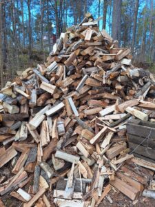 Pino puita metsässä, taustalla näkyy rakennus ja sininen taivas.