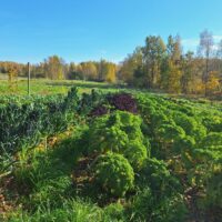 Viisi vuotta ekologista ruokaa ja yhdessäoloa – Niemikotisäätiö Green City Farmin viljelytoiminnassa