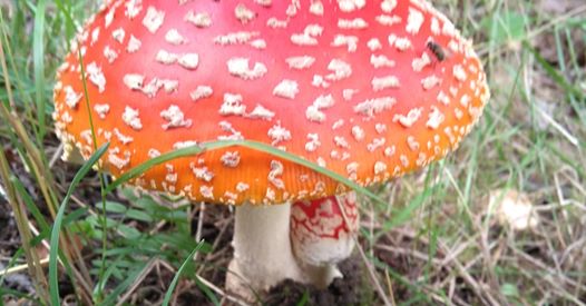 Niemikotisäätiö: Haagan toimintatalo päivitti aukioloaikansa.