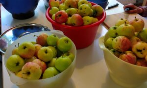 Sadonkorjuun aika on alkanut Villa Borgiksessa; oman pihan omenoista keitetään h...