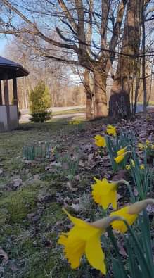 Kevät keikkuen tulevi! Ohessa kuvia Malmin päivätoimintakeskuksen pihalta tänään…