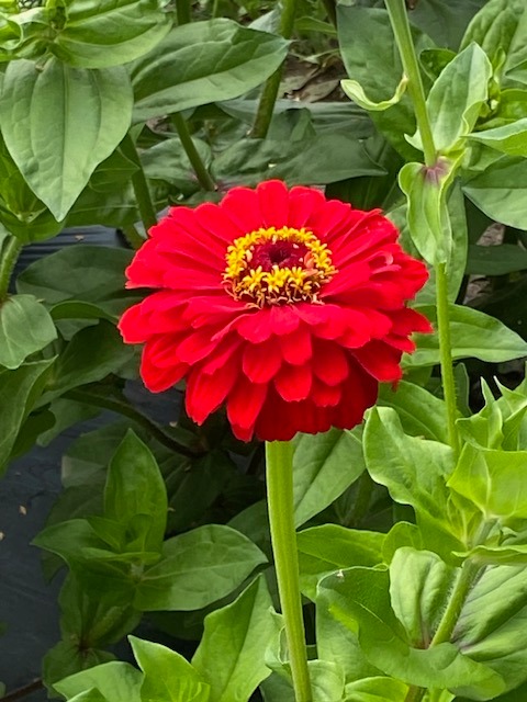 Tsinnian punainen kukka jota käytetään koristekasvina.