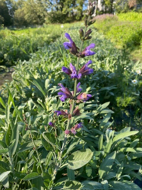 Salvian violetti kukka.