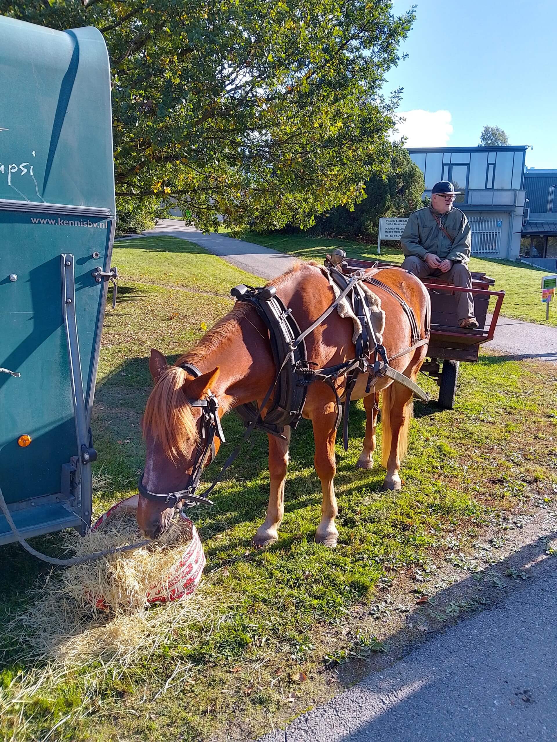 Heiniä popsiva hevonen ja vaunut, joissa istuu kuljettaja.