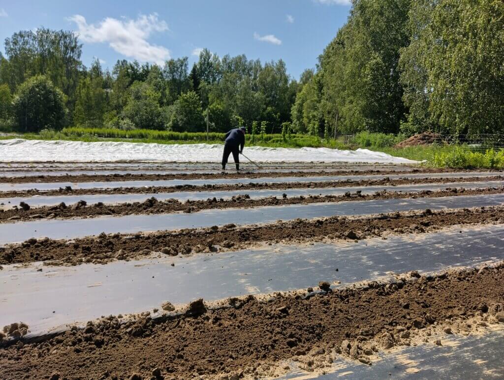 Kuvassa henkilö työskentelee pellolla, jossa on muovipeitteisiä lavoja. Taustalla näkyy runsaasti vihreitä puita ja sininen taivas.